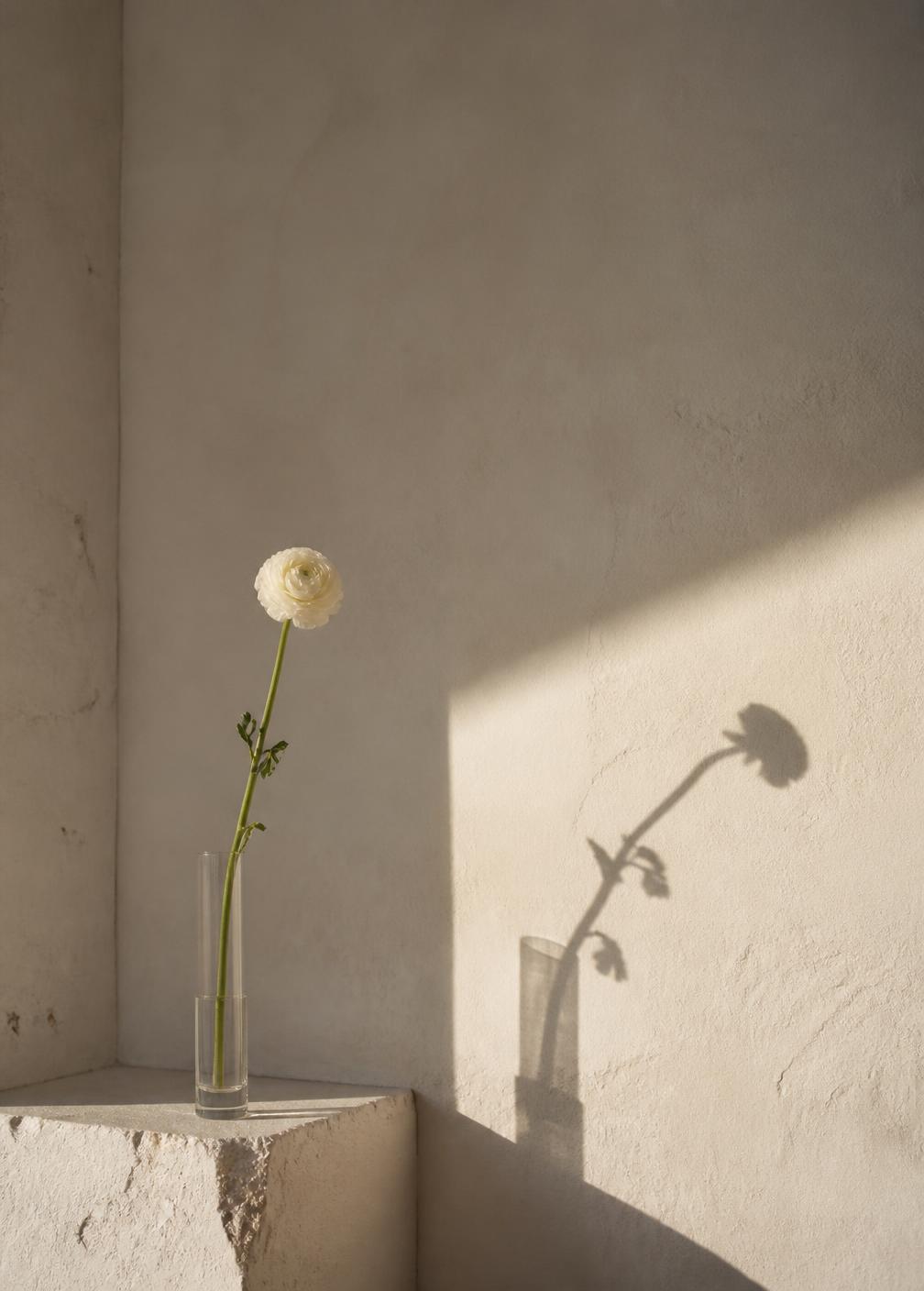A single ranunculus stem casting a hard afternoon shadow on plaster